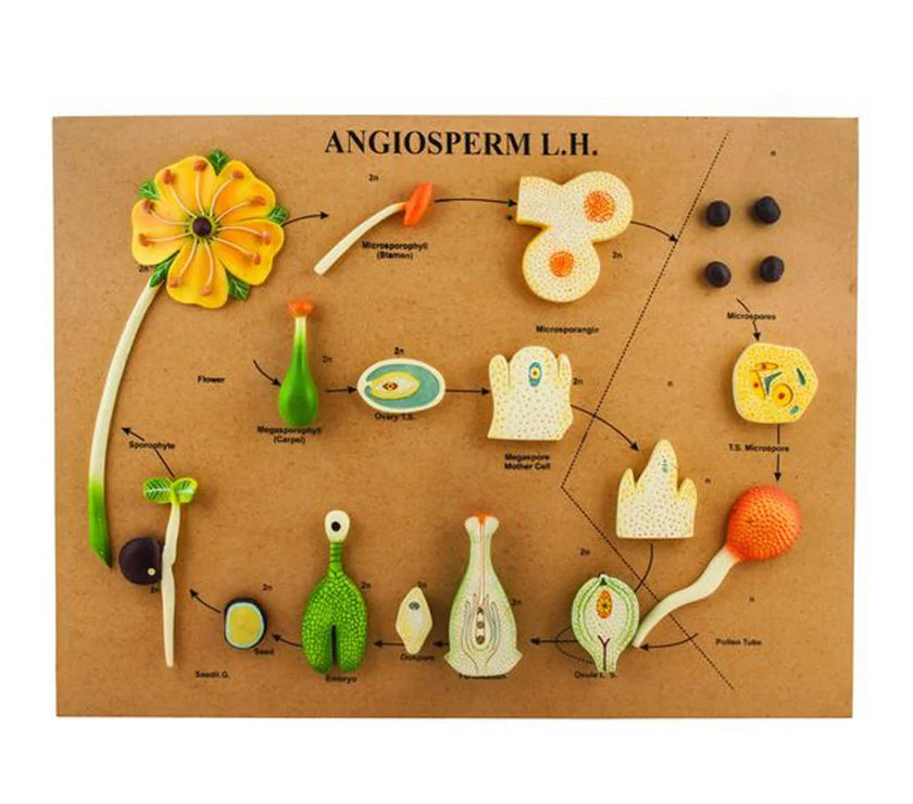 ANGIOSPERM LIFE CYCLE MODEL