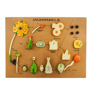 ANGIOSPERM LIFE CYCLE MODEL