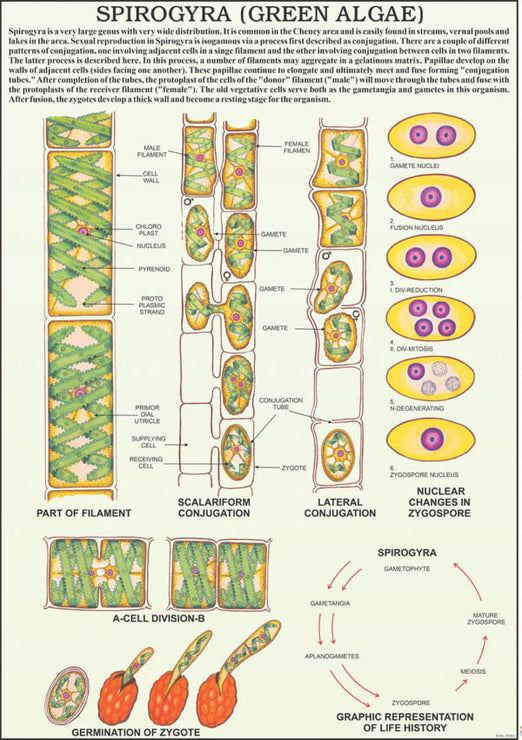 Alage & Fungi