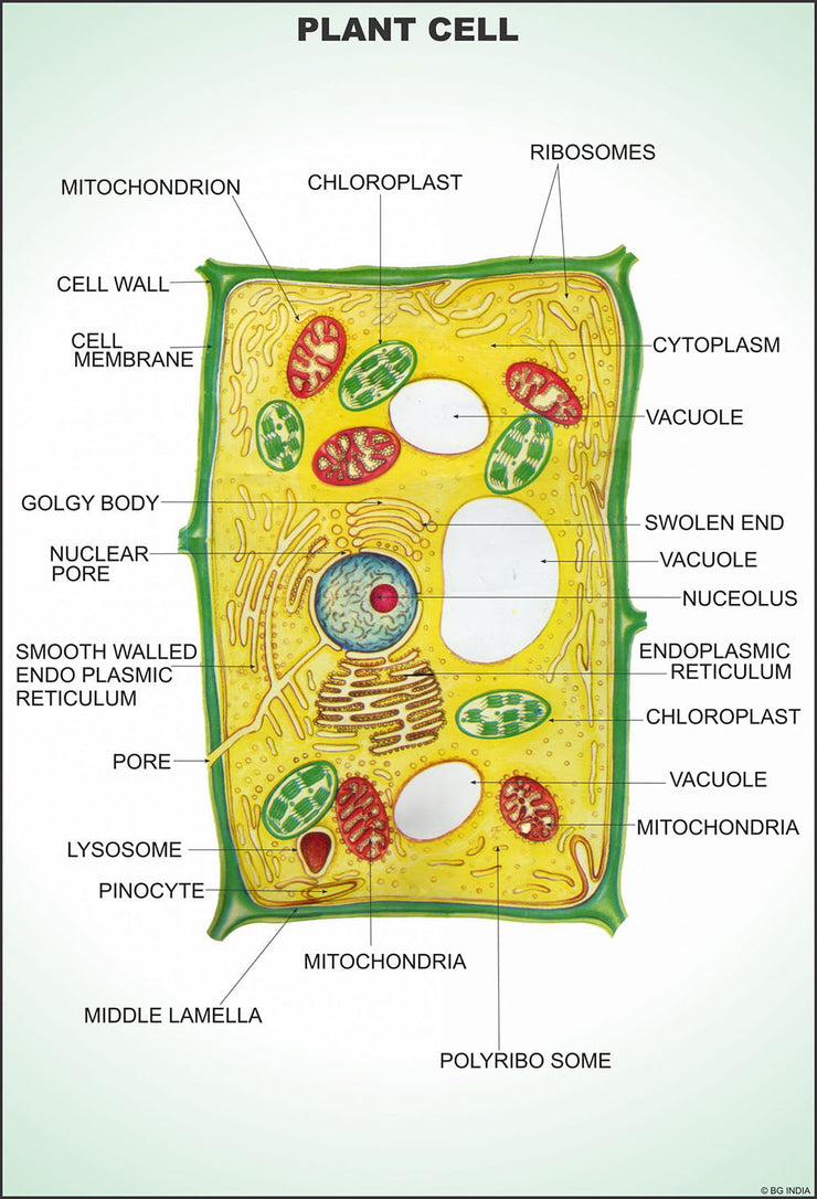 Angiosperms