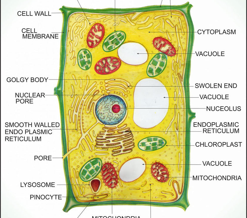 Angiosperms