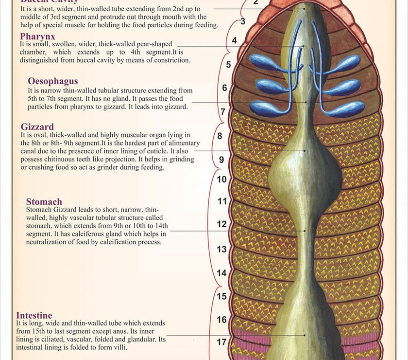 Annelida