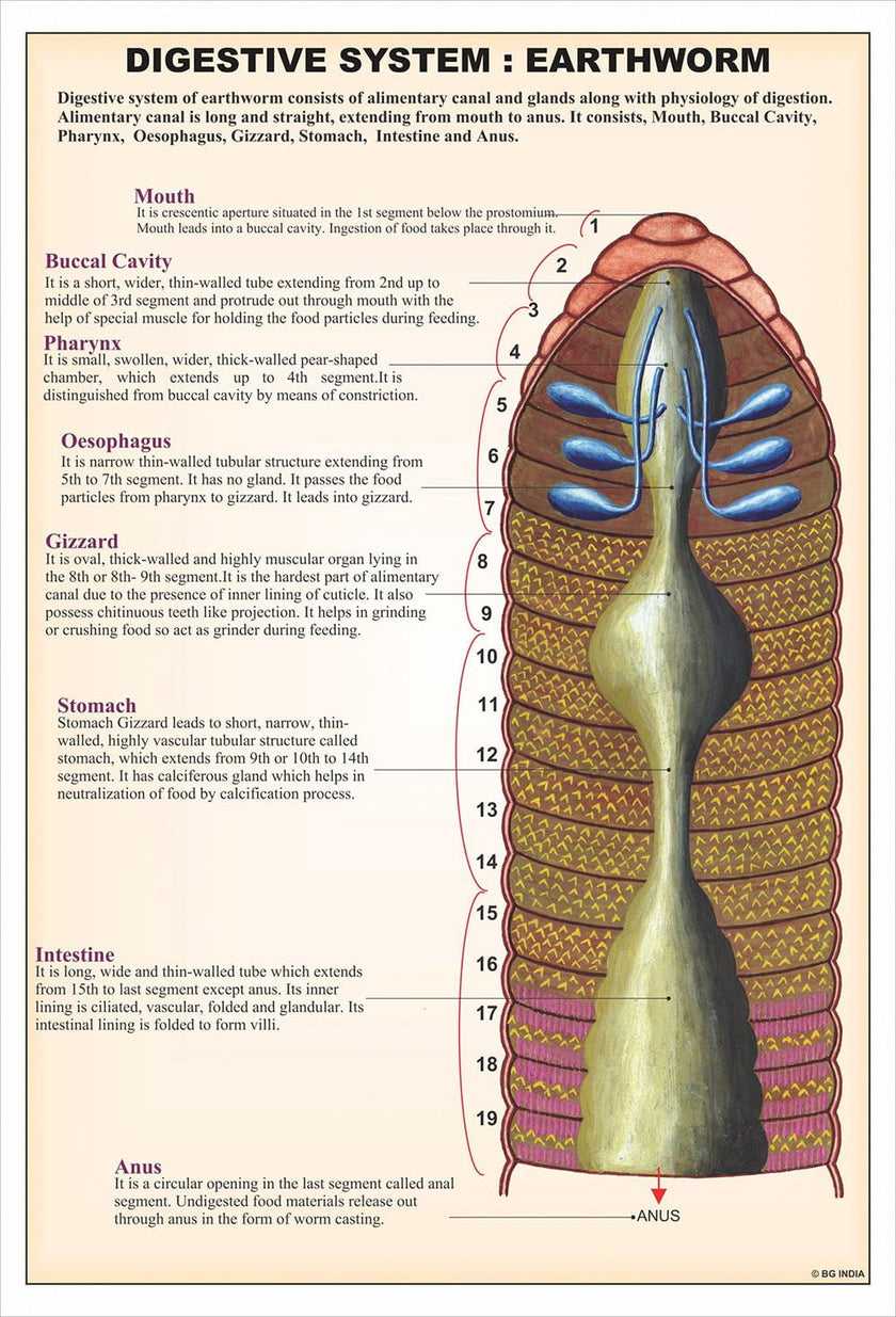 Annelida