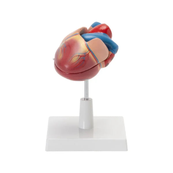 HUMAN HEART MODEL (LIFE SIZE)