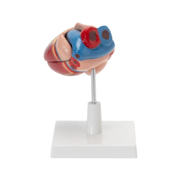 HUMAN HEART MODEL (LIFE SIZE)