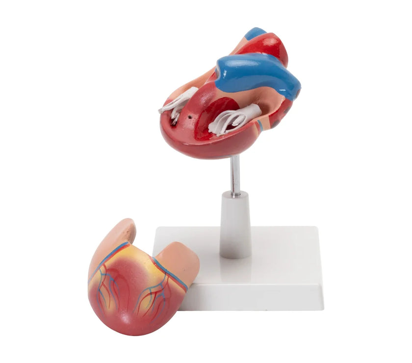 HUMAN HEART MODEL (LIFE SIZE)