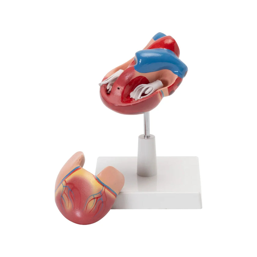 HUMAN HEART MODEL (LIFE SIZE)