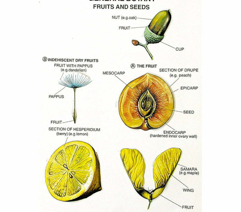 Botany Series I