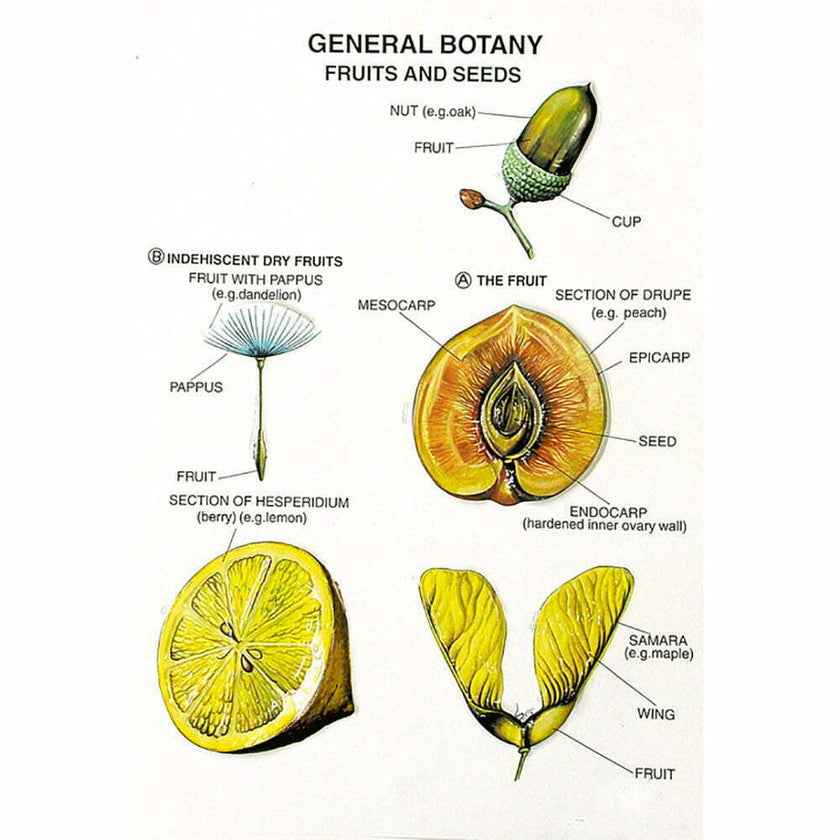 Botany Series I