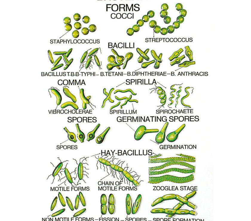 Botany Series II