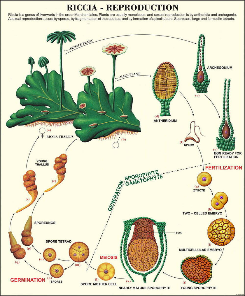 Bryophyta, Pteridophyta