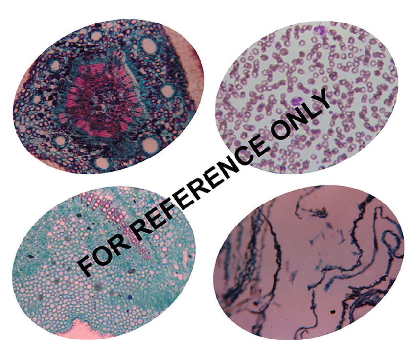 Cell/Cellcontents/Tissues