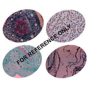 Cell/Cellcontents/Tissues