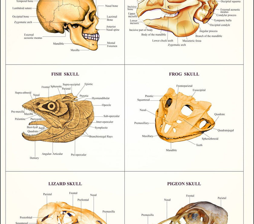 Comparative Study