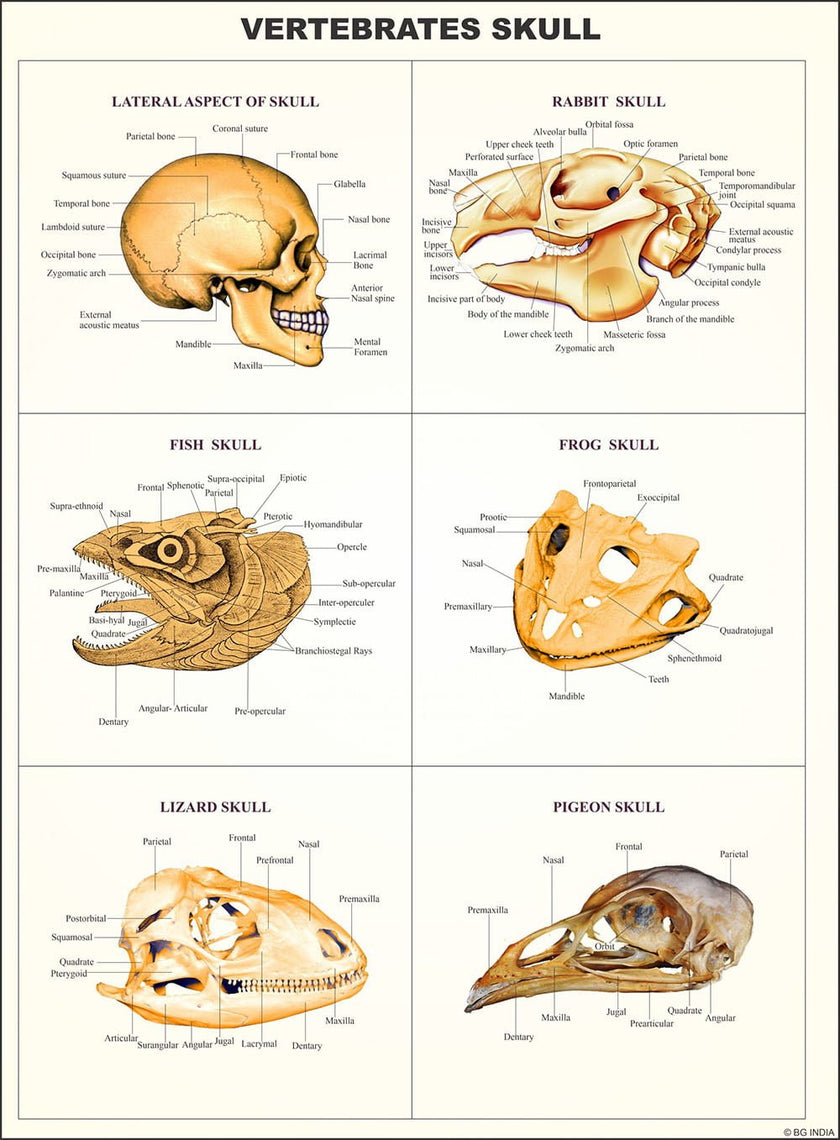 Comparative Study