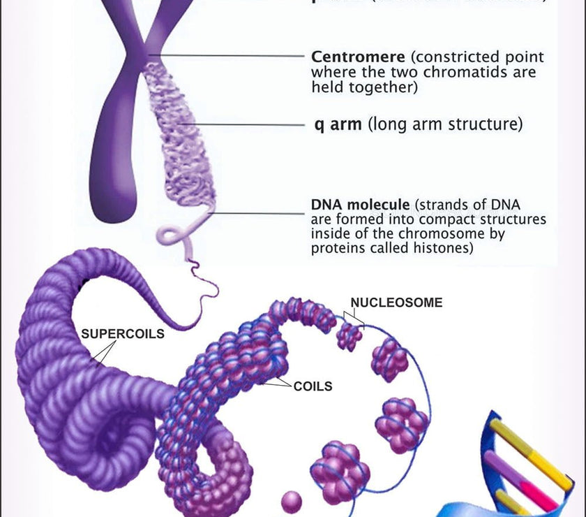 Cytology