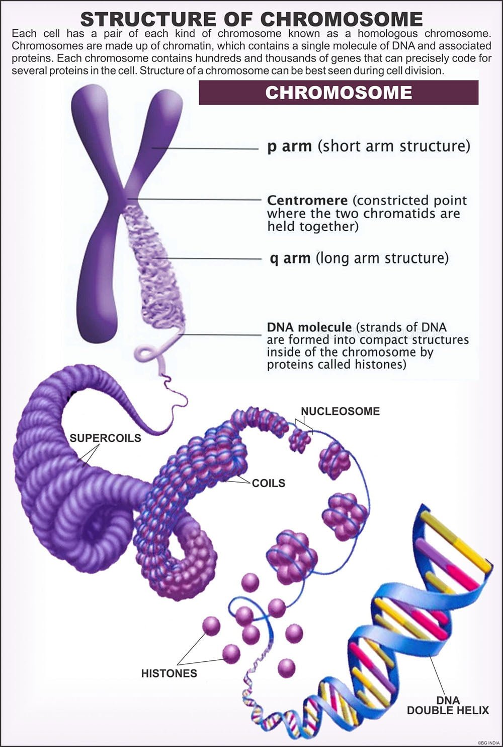 Cytology