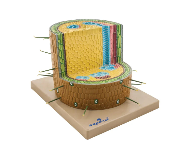 DICOTYLEDONOUS STEM ANATOMY MODEL