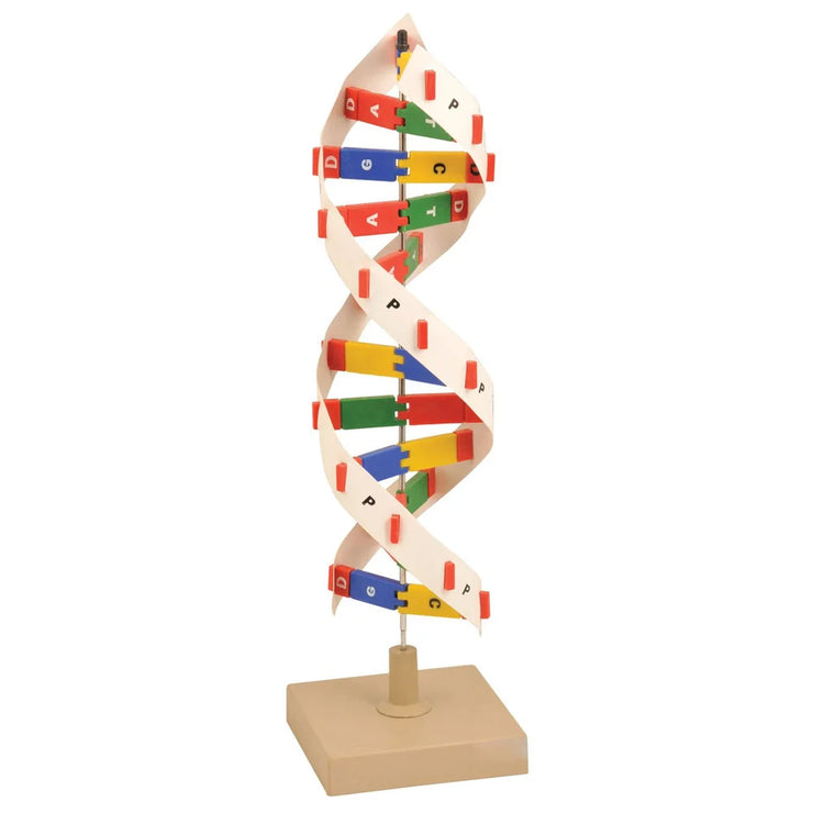 DNA MODEL KIT