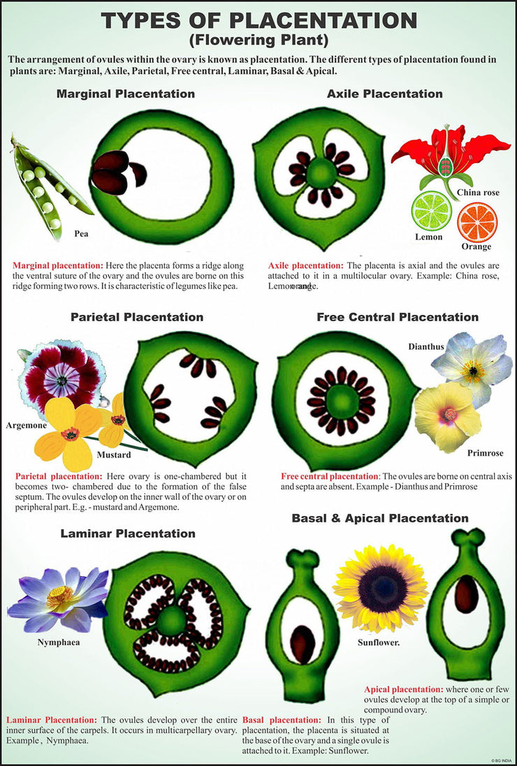 Flower & Embryology