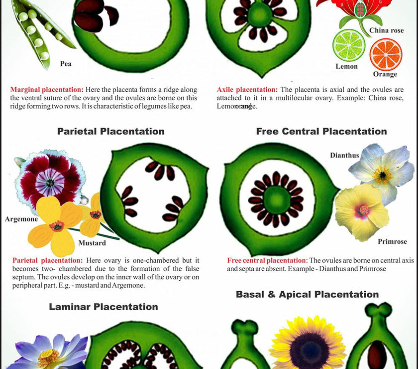 Flower & Embryology