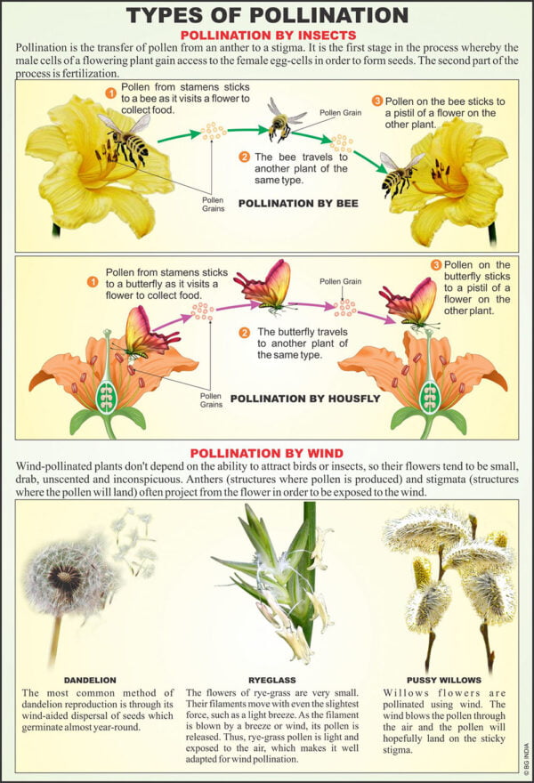 Flower & Embryology