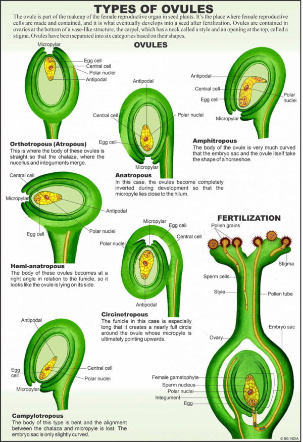 Flower & Embryology