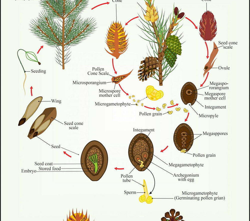 Gymnosperms