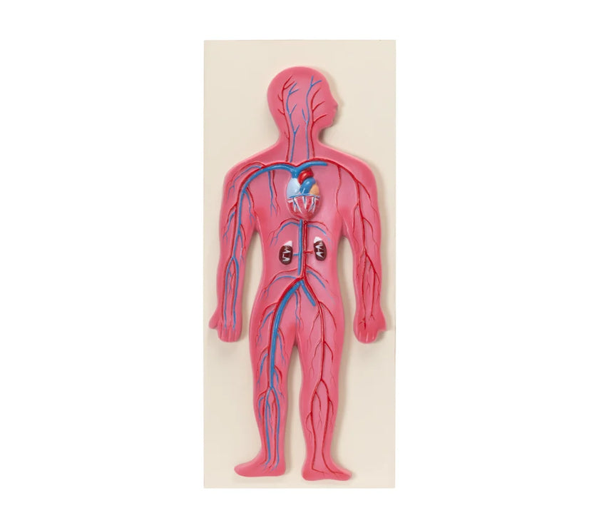 HUMAN CIRCULATORY SYSTEM MODEL