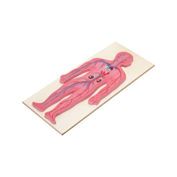 HUMAN CIRCULATORY SYSTEM MODEL