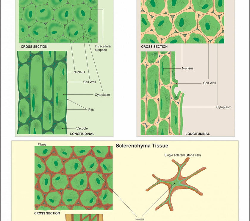 Histology