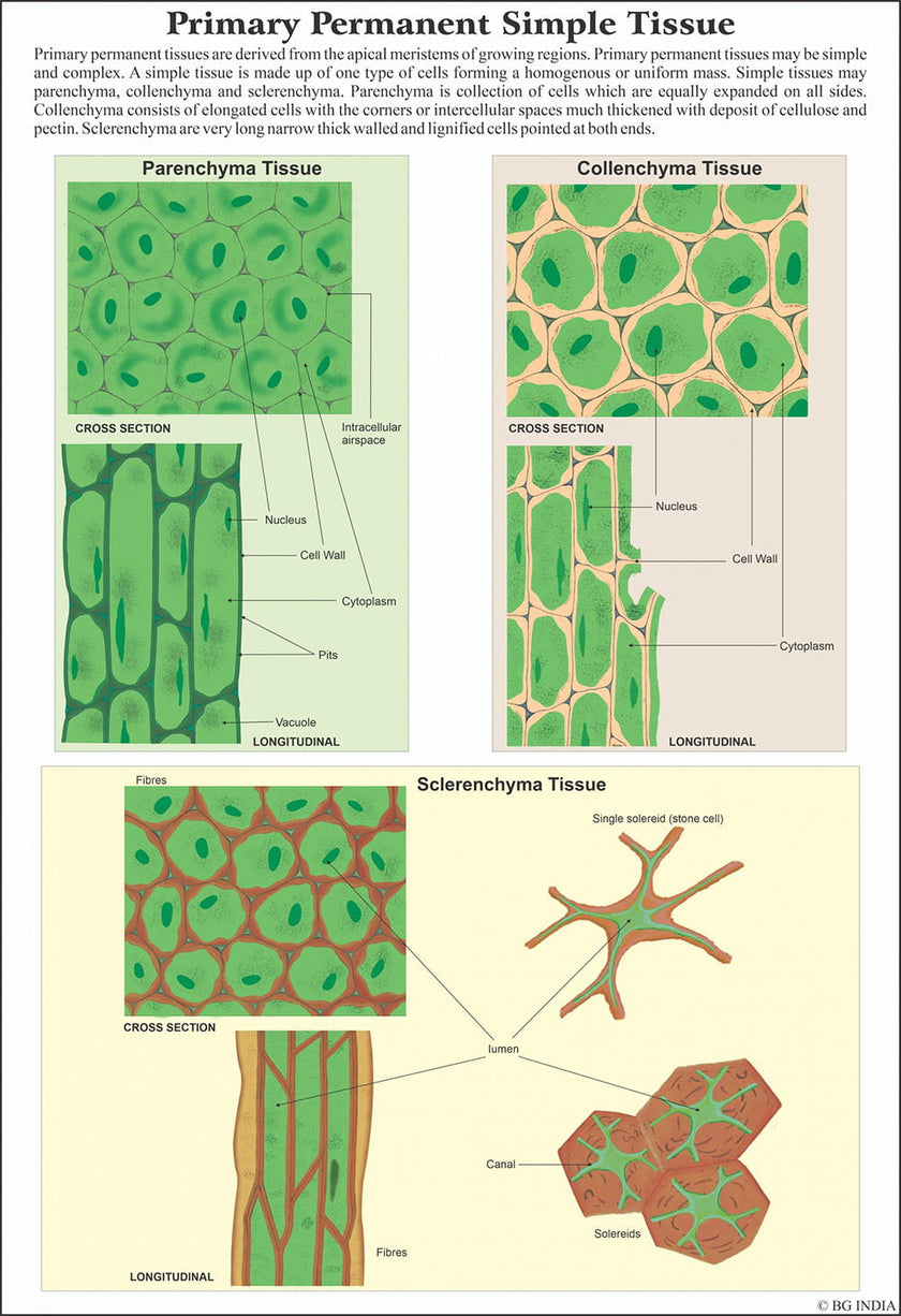 Histology