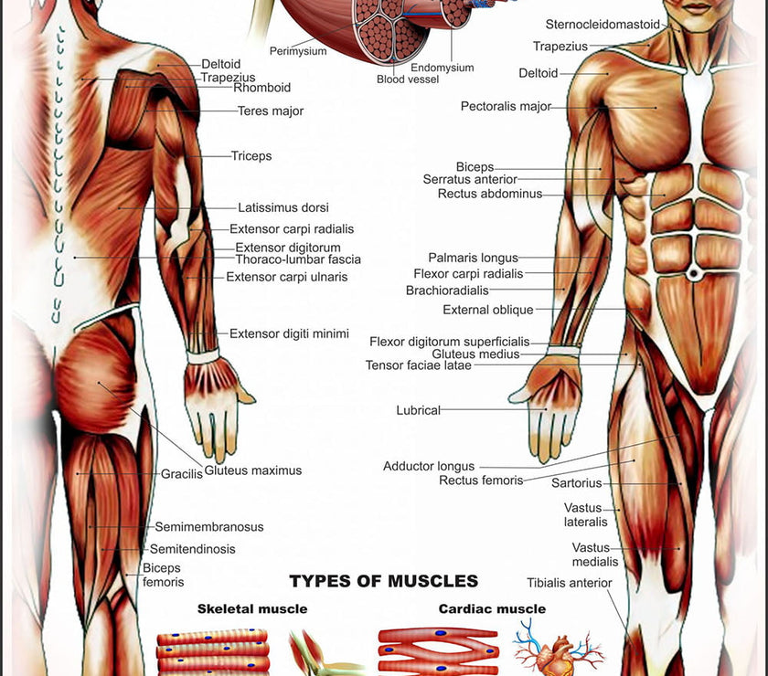 Human Anatomy Charts