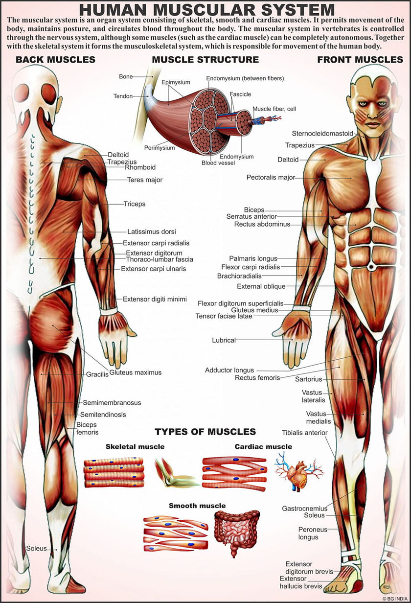 Human Anatomy Charts