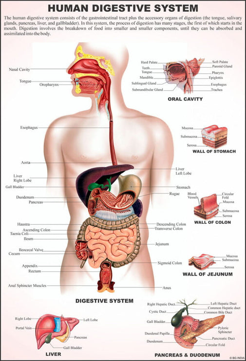 Human Anatomy Charts