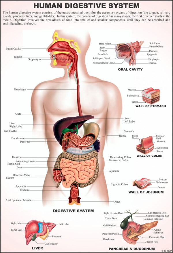 Human Anatomy Charts