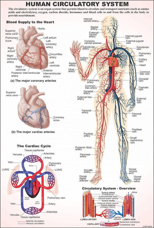 Human Anatomy Charts