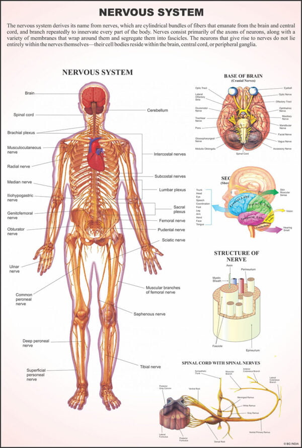 Human Anatomy Charts