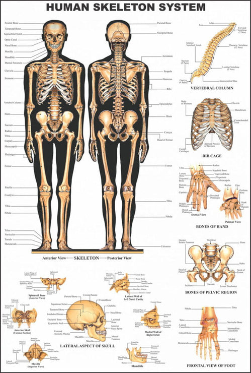 Human Anatomy Charts