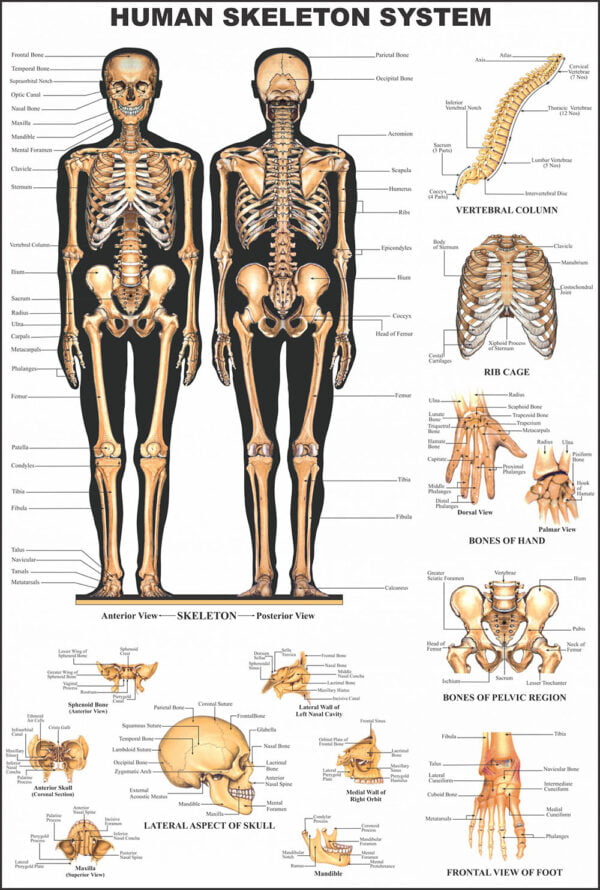 Human Anatomy Charts