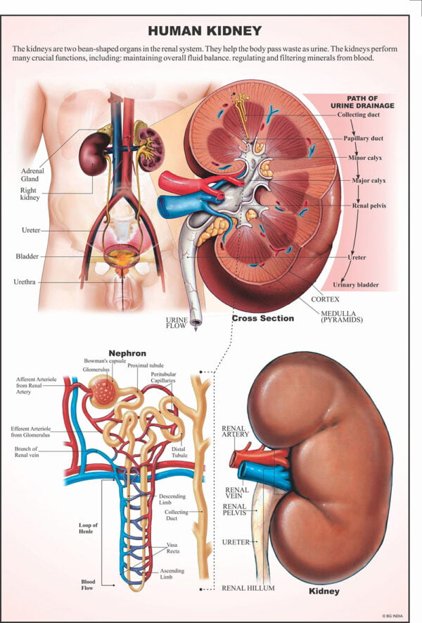 Human Anatomy Charts