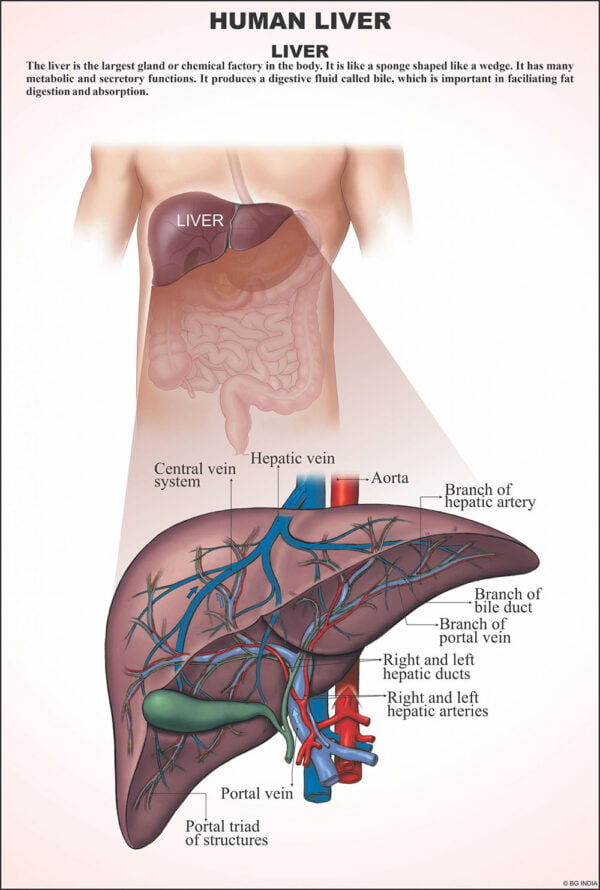 Human Anatomy Charts