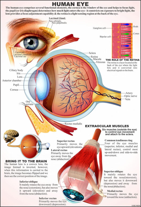 Human Anatomy Charts