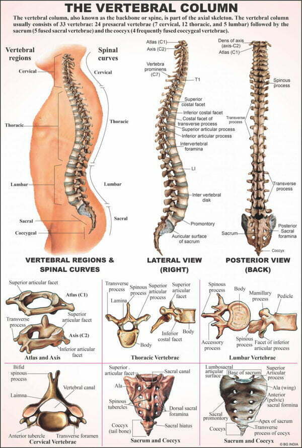 Human Anatomy Charts