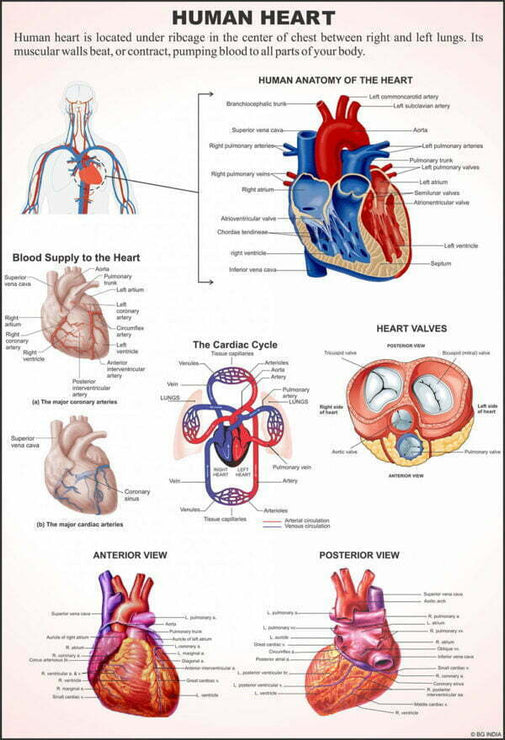 Human Anatomy Charts