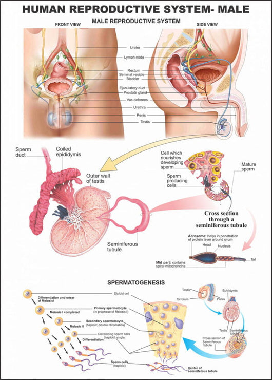 Human Anatomy Charts