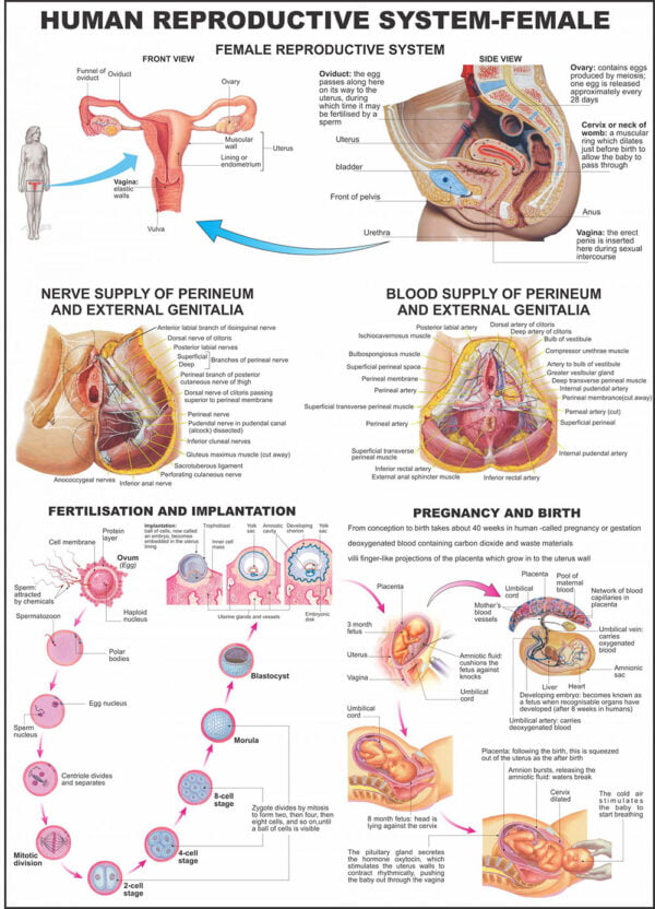 Human Anatomy Charts