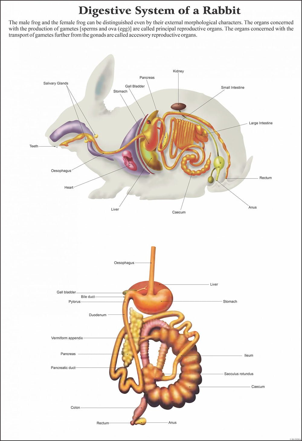 Mammals