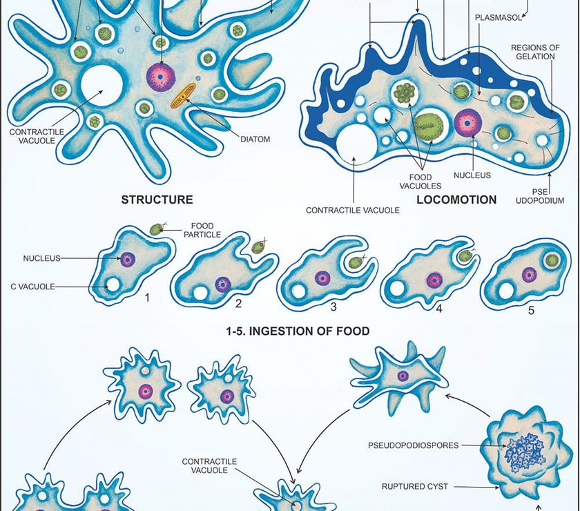 Protozoa