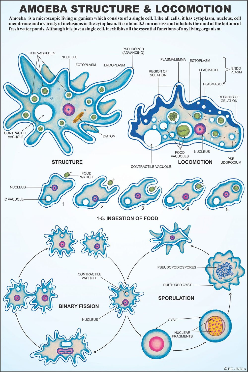 Protozoa